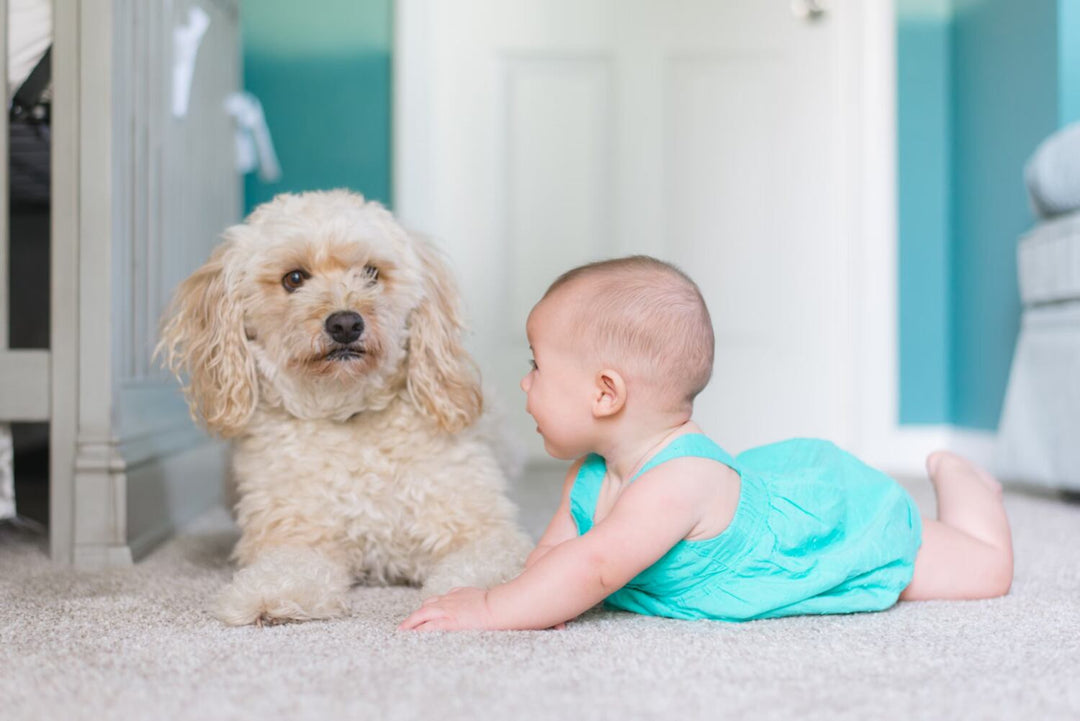 baby crawling next to a dog