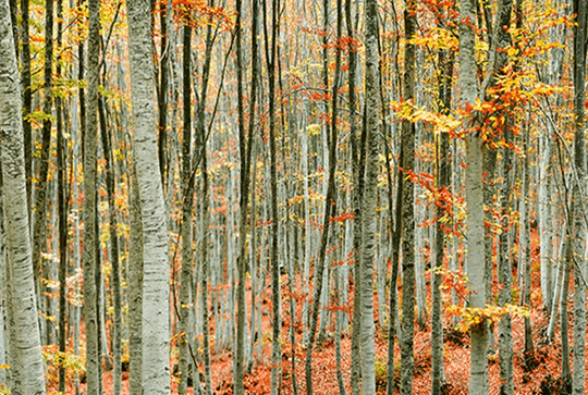 sustainable beech forest